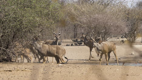 A-majestic-male-kudu-with-large-horns-is-grazing-in-the-middle-of-his-herd-when-he-is-startled,-causing-the-others-to-react
