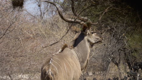 A-stoic-kudu-bull-stands-still-looking-into-the-trees-and-then-turns-towards-the-camera-in-slow-motion