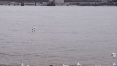 Slow-motion-shot-of-some-ring-billed-gulls-flying-over-the-Mississippi-River