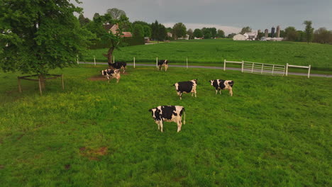 Aerial-view-of-Holstein-cows-grazing-in-pasture