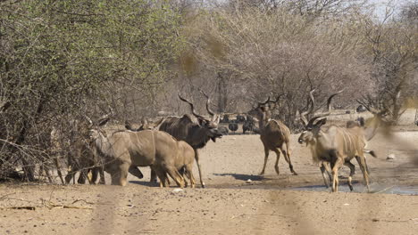 An-uneasy-kudu-bachelor-herd-grazes-in-the-dry-climate-of-Southern-Africa