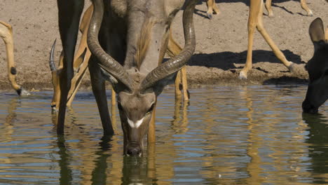 Eine-Nahaufnahme-Eines-Kudu-Stiers-Mit-Großen-Hörnern,-Der-In-Einem-Wasserloch-Steht-Und-Wasser-Trinkt