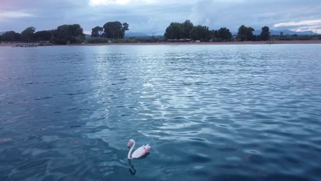 Lonely-White-Pink-Flamingo-Rest-and-Swim-in-Sea,-Greece---Static-Shot