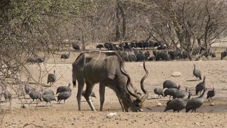 A-majestic-kudu-bull-with-large-horns-grazes-among-a-flock-of-guinea-fowl