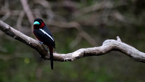 Seen-from-its-side-as-it-looks-into-the-camera-as-it-chirps-and-flies-away,-Black-and-red-Broadbill,-Cymbirhynchus-macrorhynchos,-Kaeng-Krachan-National-Park,-Thailand