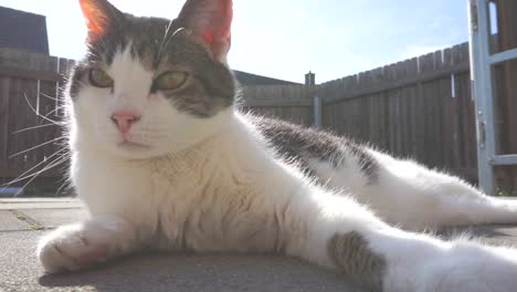 Mittlere-Aufnahme-Einer-Schönen-Weiß-grauen-Katze,-Die-Sich-In-Der-Sonne-Auf-Einem-Balkonboden-Entspannt