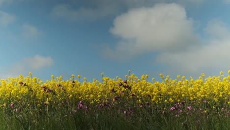 The-edge-of-yellow-canola-field-with-blue-sky-above