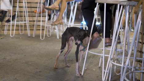 Very-tired-greyhound-dog-leaning-against-bar-stool-with-owner