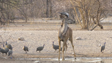 Ein-Junger-Kudu-Bulle-Trinkt-Aus-Einem-Wasserloch-Und-Wasser-Tropft-Von-Seinem-Kinn,-Nachdem-Er-Seinen-Kopf-Gehoben-Hat