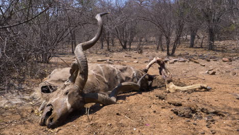 The-carcass-of-a-dead-kudu-bull-lying-on-the-dry-ground-in-the-hot-sun