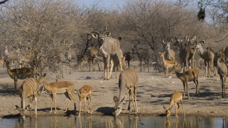 Kleine-Und-Niedliche-Kudu-Kälber-Trinken-Aus-Einem-Wasserbecken,-Während-Vögel-Vorbeifliegen-Und-ältere-Kudus-Im-Hintergrund-Stehen
