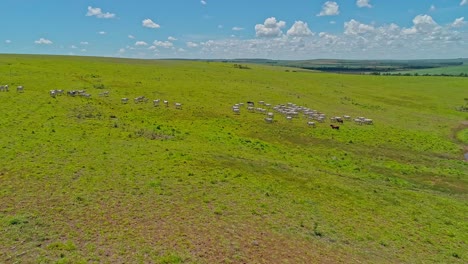 Aerial-view-of-a-herd-of-cows-walking-slowly-over-beautiful-pasture-in-a-deforested-area-in-the-amazon-rainforest
