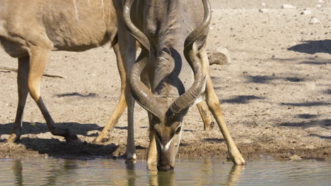 Nahaufnahme-Eines-Kudu-Stiers-Mit-Großen-Hörnern,-Der-In-Zeitlupe-Aus-Einem-Wasserloch-Trinkt