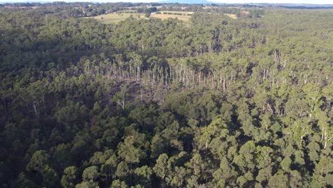 Aeria-view-over-the-Wombat-State-Forest-near-Lyonville-a-patch-of-fallen-trees,-9-months-after-a-severe-storm-on-10-June-2021,-Victoria,-Australia