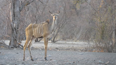 Ein-Wunderschönes-Weibliches-Kudu-Steht-Still-Und-Sieht-Sich-Um,-Während-Der-Wind-Ihr-Fell-Durchbrennt-Und-Perlhühner-Zwischen-Den-Bäumen-Im-Hintergrund-Laufen