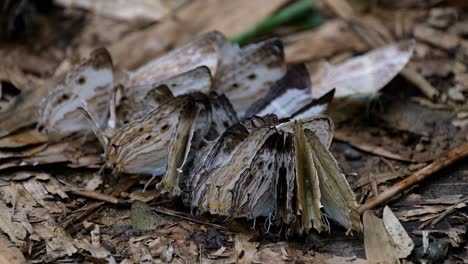 Tightly-huddled-together-as-they-res-on-the-forest-ground,-Marbled-Map-Cyrestis-cocles,-Butterfly,-Thailand