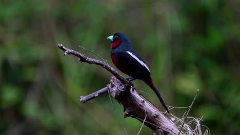Perched-on-top-of-the-branch-looking-far-deep-into-the-forest-then-flies-away,-Black-and-red-Broadbill,-Cymbirhynchus-macrorhynchos,-Kaeng-Krachan-National-Park,-Thailand