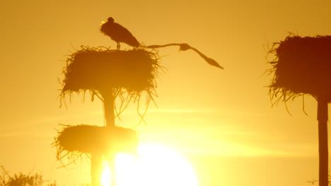 Atemberaubende-Sonnenuntergangsaufnahme-Von-Störchen-In-Ihren-Nestern,-Die-über-Das-Leben-Nachdenken
