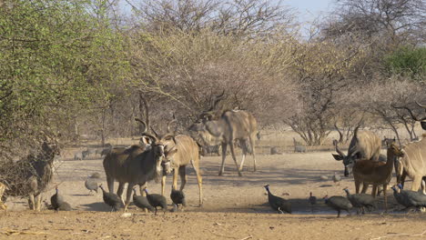 A-bachelor-herd-of-African-kudu-graze-among-a-flock-of-guinea-fowl-when-a-bull-moves-and-scatters-the-birds