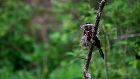 Perched-on-an-almost-vertical-branch-with-some-nesting-materials-as-the-camera-zooms-out,-Black-and-red-Broadbill,-Cymbirhynchus-macrorhynchos,-Kaeng-Krachan-National-Park,-Thailand