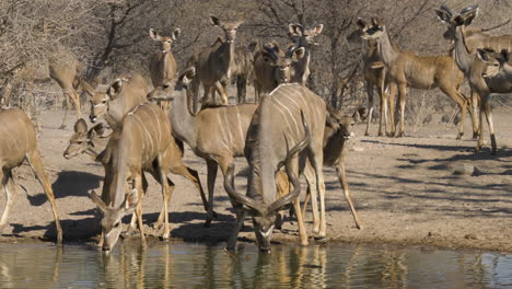 Junge-Kudu-Kälber-Gehen-Zu-Einem-Wasserloch,-Während-ältere-Mitglieder-Der-Herde-Hinter-Ihnen-Stehen-Und-Zusehen