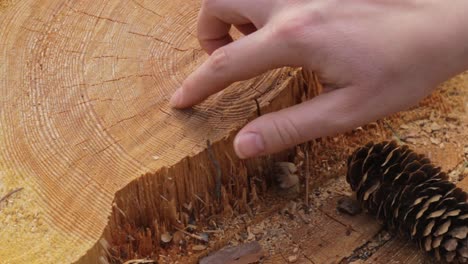 Woman-hands-counting-age-rings-on-fallen-tree-stump,-close-up-view