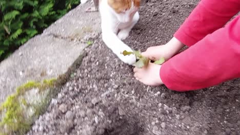 White-and-orange-cat-playing-and-disturbing-a-small-boy-who-is-planting-green-salads-in-the-garden