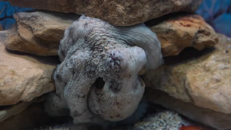 Caribbean-Reef-Octopus-On-Rock-On-The-Ocean-Floor