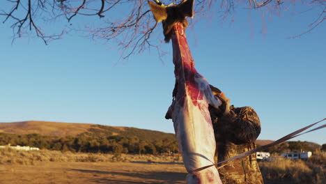 hunter-skins-deer-kill-during-golden-hour