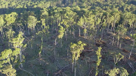 Drone-footage-of-a-feller-and-tracks-for-salvage-tree-logging-activities-in-the-Wombat-State-Forest-near-Lyonville,-Victoria,-Australia