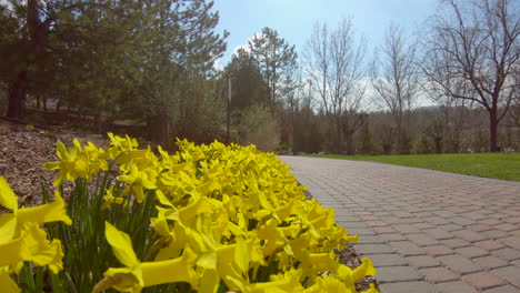 Low-angle-view-of-a-daffodil-garden-bed