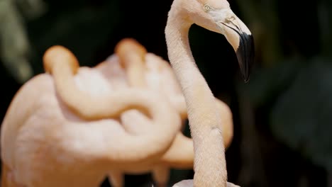 Graceful-flamingo-grooming-itself,-shakes-head;-shallow-focus