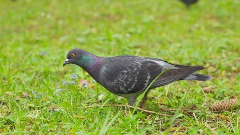 Tracking-shot-closeup-of-pigeon-walking-on-vibrant-green-grass,-day