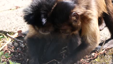 Close-up-of-Mother-and-Baby-of-Capuchin-Monkeys-digging-in-ground-during-sunny-day