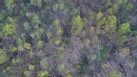 Vertical-drone-footage-of-the-Wombat-State-Forest-with-fallen-trees-near-Lyonville,-9-months-after-a-severe-storm-on-10-June-2021,-Victoria,-Australia