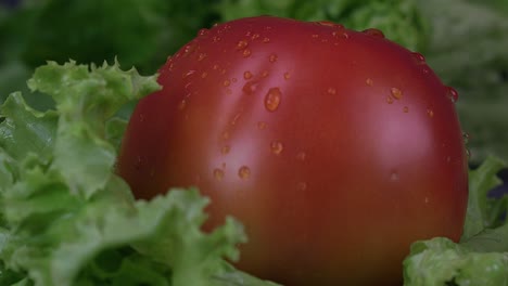 Close-up-shot-of-a-plump-tomato-covered-in-water-droplets,-slowly-rotating
