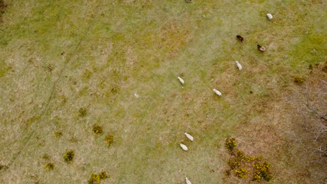 Weite-Landflächen-Werden-Mit-Drohnen-Fotografiert,-Wo-Eine-Große-Gruppe-Von-Schafen-In-Gruppen-Herumlaufen-Kann