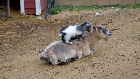 A-baby-goat-climbs-on-mother's-back-to-cuddle-and-take-a-nap