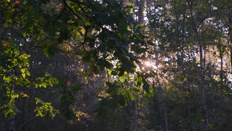 Weiches-Sonnenlicht-Im-Wald