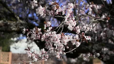 Close-up-shot-of-cherry-blossoms-in-a-tree-blowing-in-the-wind