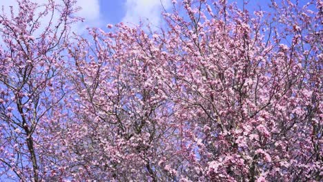 Moving-shot-of-cherry-blossoms-in-a-tree