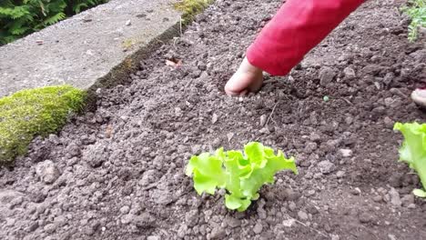 A-young-boy-is-making-holes-in-soil-with-a-small-stick,-preparing-a-garden-for-salad-plants