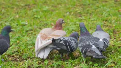 Closeup-of-brown-pigeon-walking-on-grass-with-other-pigeons,-tracking-shot