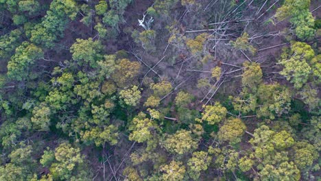 Slow-moving-vertical-drone-footage-of-the-Wombat-State-Forest-with-fallen-trees-near-Lyonville,-9-months-after-a-severe-storm-on-10-June-2021,-Victoria,-Australia