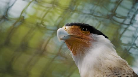 Fierce-looking-Crested-Caracara-turns-head-to-give-death-stare