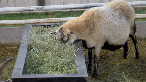 A-sheep-eats-hay-from-a-trough---static