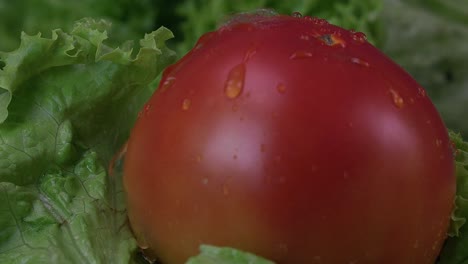 Wassertropfen-Fallen-Auf-Eine-Pralle,-Saftige-Tomate,-Die-Auf-Einem-Salatbett-Sitzt