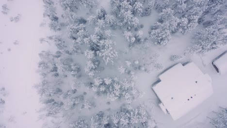 Top-down-drone-aerials-of-snowy-pine-forest-with-roads-and-cabins,-taiga-tundra-Finland-neighborhood