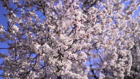 Nahaufnahme-Der-Rotierenden-Kirschblüten-Und-Des-Blauen-Himmels