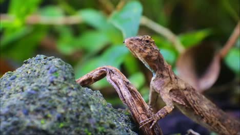 A-species-of-tree-lizard-from-the-Agamidae-tribe